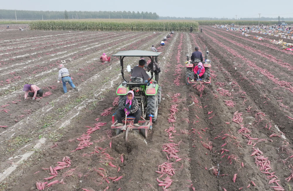 10月7日,河北省唐山市丰润区小张各庄镇南青坨村一家红薯种植合作社的社员在田间收获蜜薯(无人机照片).jpeg 10月7日,河北省唐山市丰润区小张各庄镇南青坨村一家红薯种植合作社的社员在田间收获蜜薯(无人机照片).jpeg