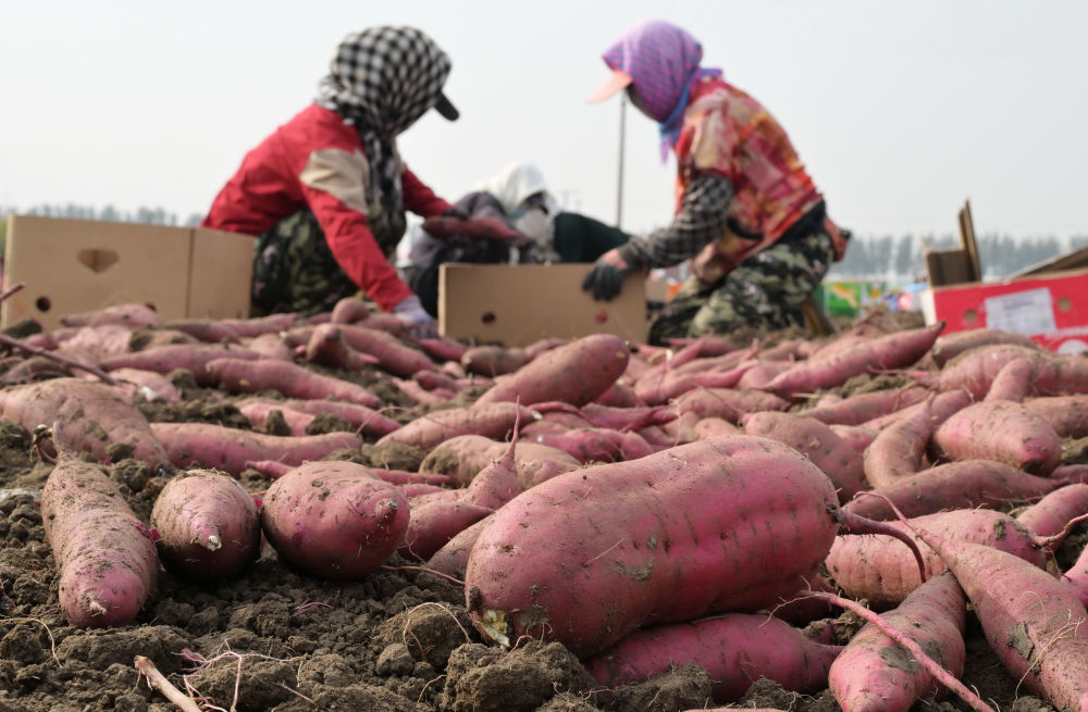 10月7日,河北省唐山市丰润区小张各庄镇南青坨村一家红薯种植合作社的社员在田间收获蜜薯.jpeg 10月7日,河北省唐山市丰润区小张各庄镇南青坨村一家红薯种植合作社的社员在田间收获蜜薯.jpeg